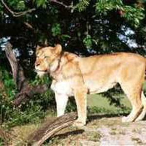 Meet your Posher, Ali